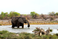 Bull-In-The-Pond