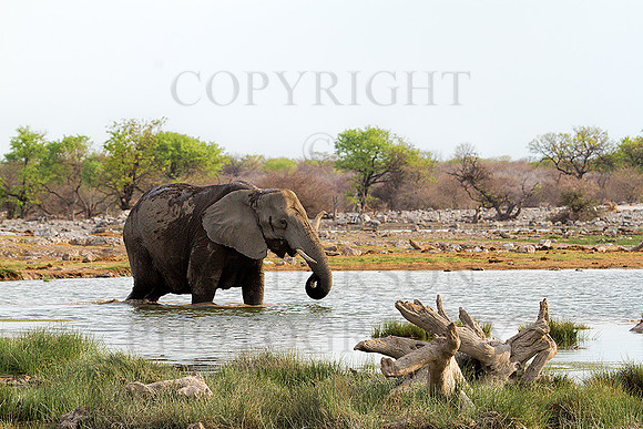 Bull-In-The-Pond