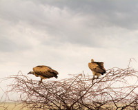 Vultures