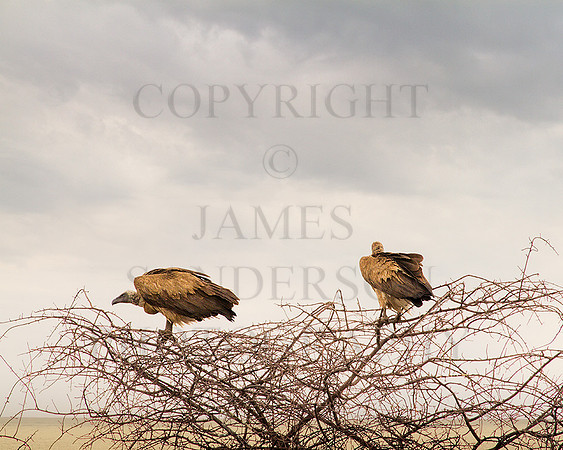 Vultures
