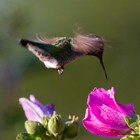Hovering Hummer