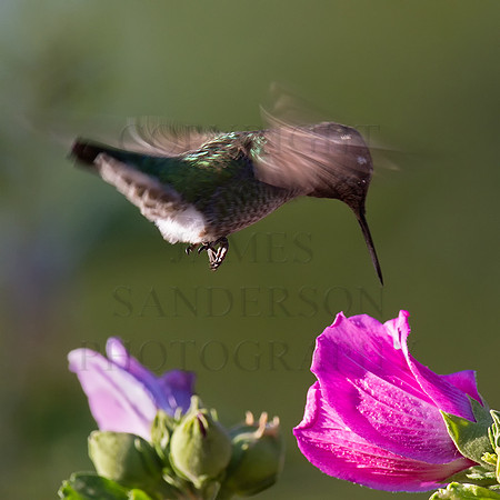 Hovering Hummer