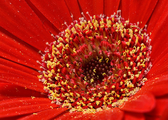 Flower Close-up