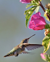 Searching Hummer