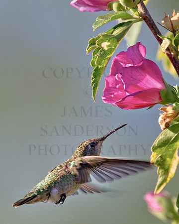 Searching Hummer