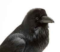 Yosemite Raven