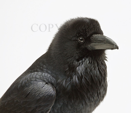 Yosemite Raven