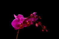 Orchids Repose