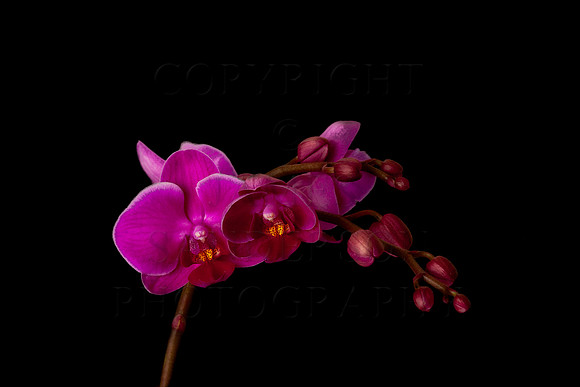 Orchids Repose