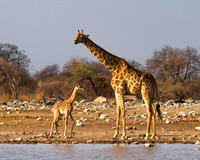 Giraffe-And-Calf