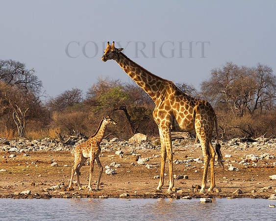 Giraffe-And-Calf