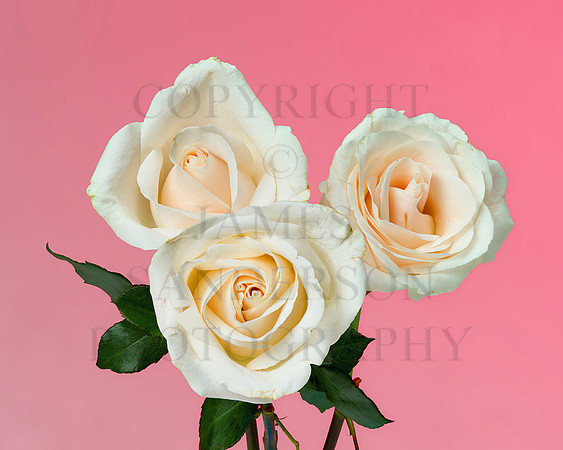 Roses In May