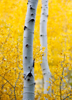 Aspen Duo