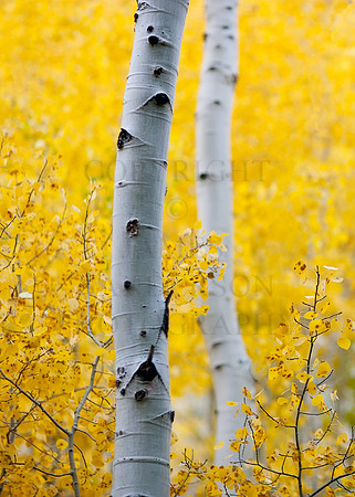 Aspen Duo