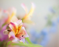 Calendar Lily