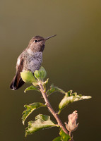 Hummer In Repose
