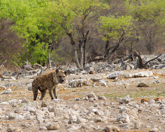 Hyaena