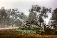 Watts Valley Oaks