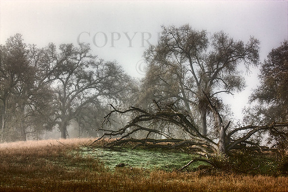 Watts Valley Oaks
