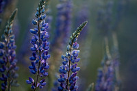 Lupine