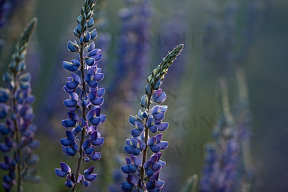 Lupine