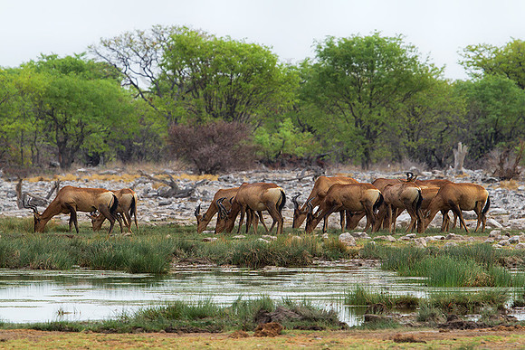 Hartebeest-With-Sunset-Colors