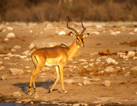 Impala-Buck