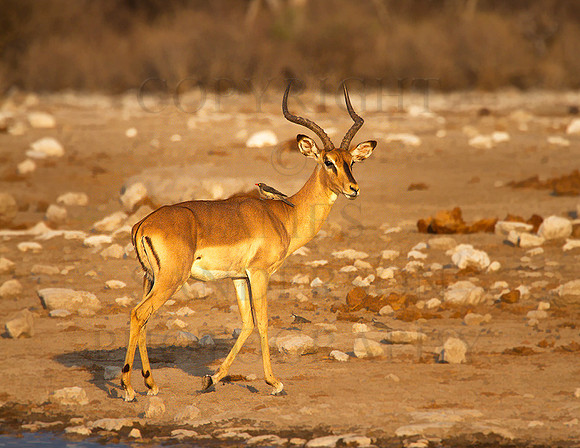 Impala-Buck