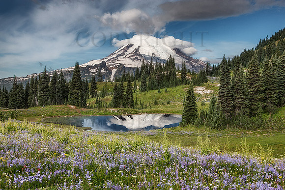 Wildflowers-And-Mt.-Rainier-Reflection