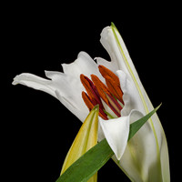 Stargazer