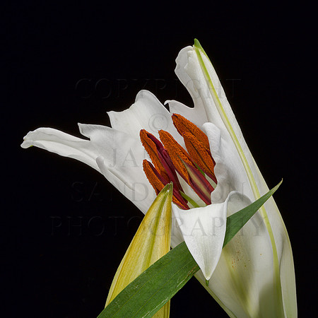 Stargazer