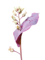 Roadside Wildflower