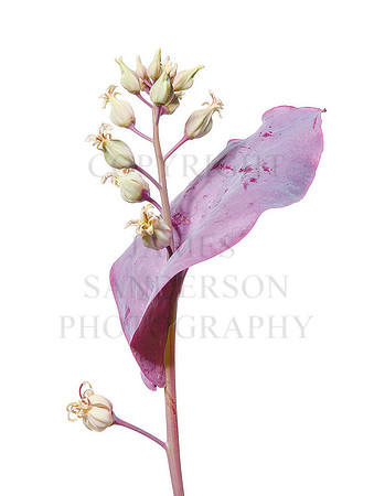 Roadside Wildflower