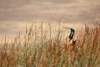 South African Antelope