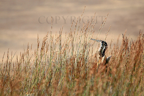 South African Antelope