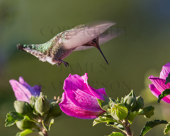Happy Hummer