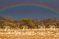 Four-Zebras-With-Rainbow