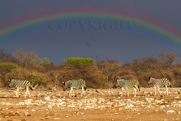 Four-Zebras-With-Rainbow