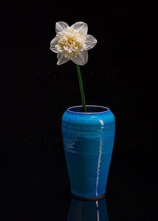 Potted Flower On Black Acrylic