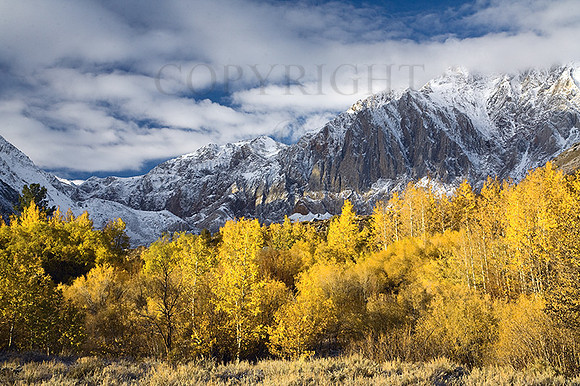Convict Lake Aspen