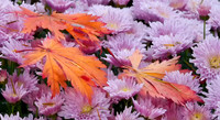 Fall Leaves