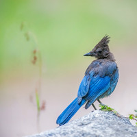 Blue Bird Morning
