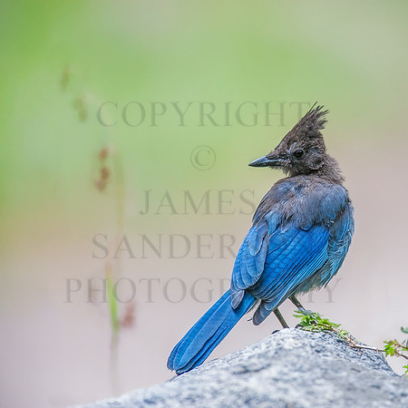 Blue Bird Morning