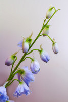 Sunday Flowers