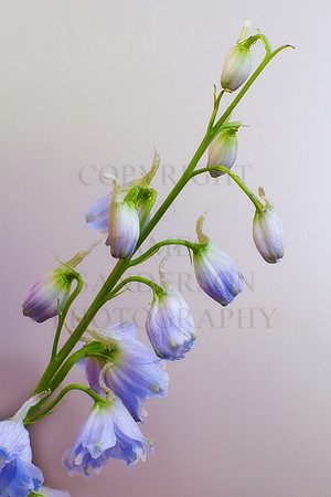 Sunday Flowers