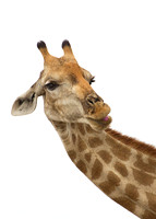 Pink-Tongue-Giraffe