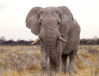 Lone-Bull-Elephant