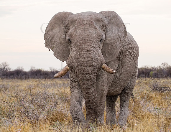 Lone-Bull-Elephant