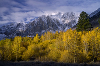 Morning Sidelight on Changing Aspen