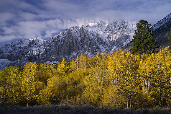 Morning Sidelight on Changing Aspen